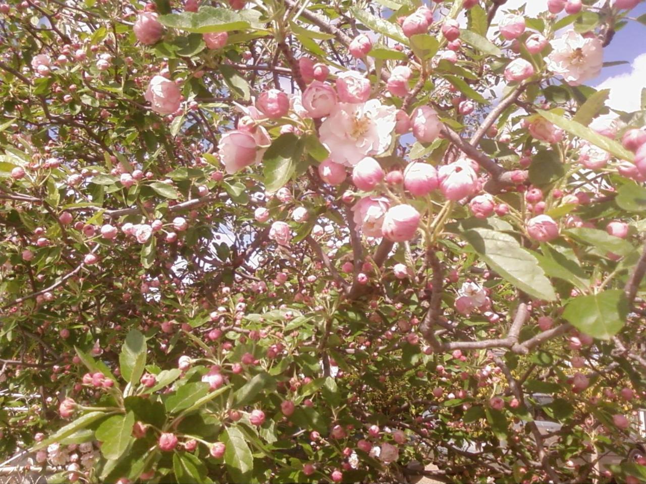 Dalfruin B&B Bairnsdale Esterno foto